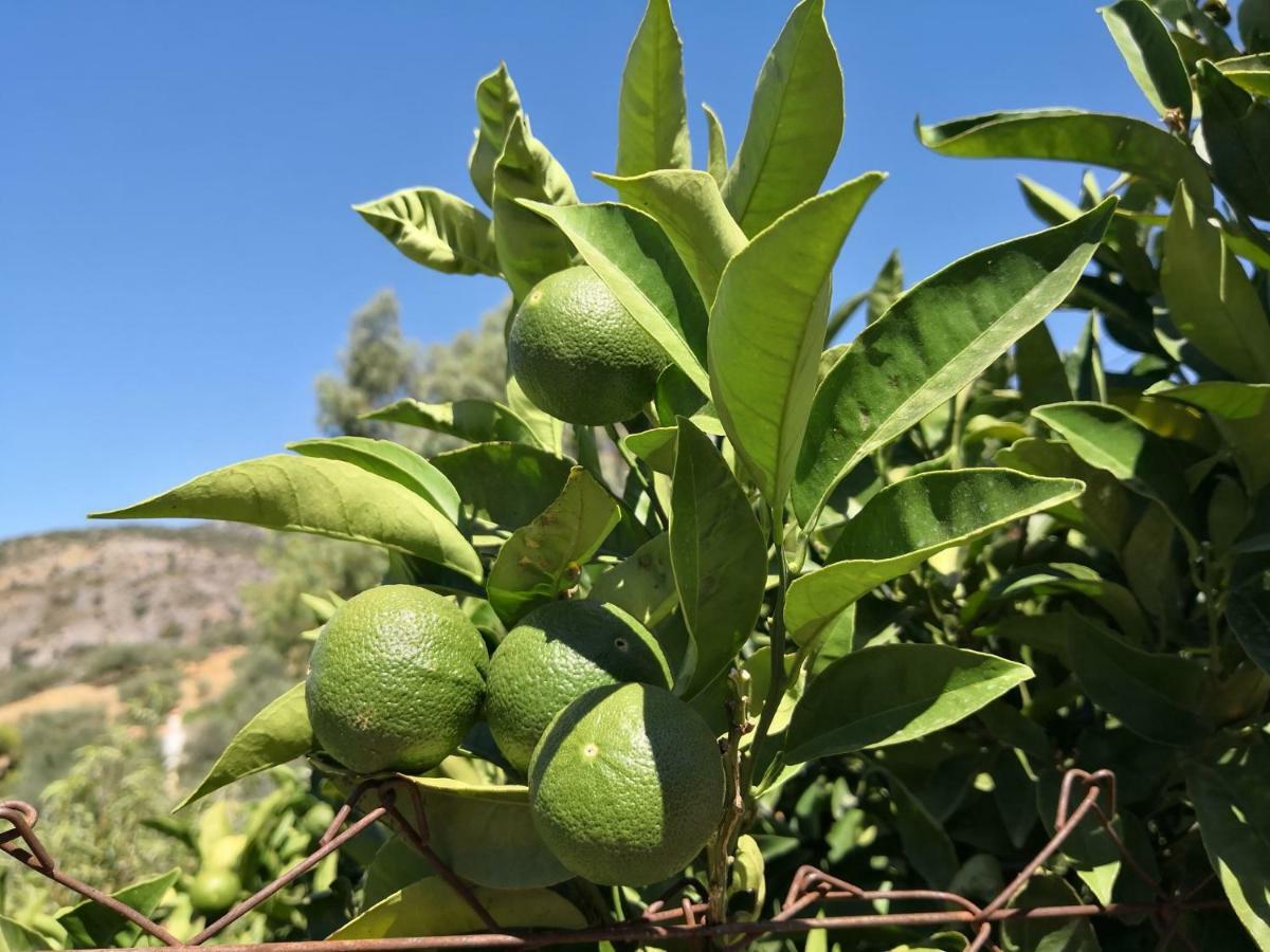 B&B Villa Deseada Periana Εξωτερικό φωτογραφία
